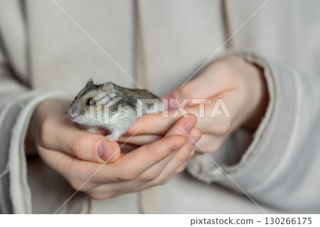 Girl is holding hamster in her hands. Child's hands with a hamster close up. High quality photo 130266175