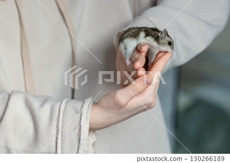 Girl is holding hamster in her hands. Child's hands with a hamster close up. High quality photo 130266189