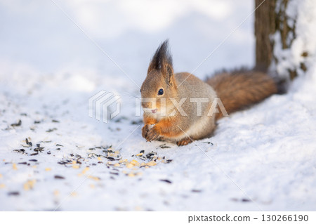 Squirrel sits in snow by tree and eats nuts in winter snowy park. Winter color of animal 130266190