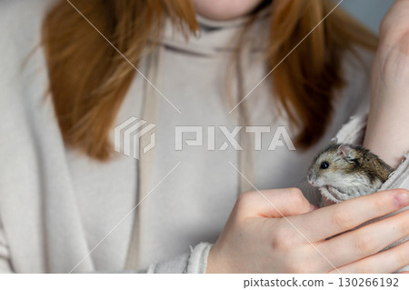 Girl is holding hamster in her hands. Child's hands with a hamster close up. High quality photo Girl is holding hamster in her hands. Child's hands with a hamster close up. High quality photo 130266192