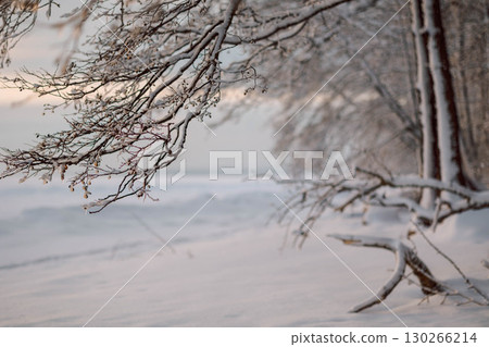 Beautiful winter landscape with field of white snow and tree branches in hoarfrost at sunset frosty day. High quality photo 130266214