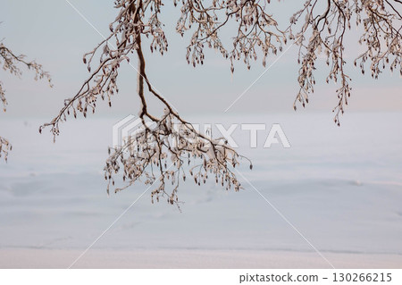 Beautiful winter landscape with field of white snow and tree branches in hoarfrost at sunset frosty day. High quality photo 130266215