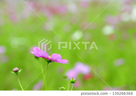 I saw a cosmos field someday I saw a cosmos field someday 130266368