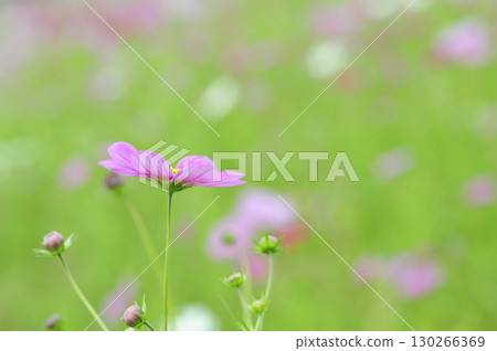 I saw a cosmos field someday I saw a cosmos field someday 130266369