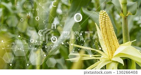 Smart Agriculture. Corn Crop with Digital Technology Overlay 130266408