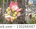 Sal tree flowers or Shorea robusta in bloom on a tree, is a beautiful mix of pink, yellow, or red with a light pinkish purple inside.  130266487