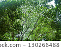 The beautiful green leaves at the top of the tree create a canopy of shade, with sunlight filtering through in a stunning display of natural light. 130266488