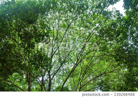 The beautiful green leaves at the top of the tree create a canopy of shade, with sunlight filtering through in a stunning display of natural light. The beautiful green leaves at the top of the tree create a canopy of shade, with sunlight filtering through in a stunning display of natural light. 130266488
