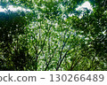 Serene background of fresh, bright green leaves on a treetop, providing a beautiful and shady canopy during the day with delicate sunlight filtering through. 130266489