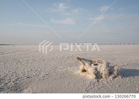 A branch in a salt-mineral formation, on the surface of the salt lake Baskunchak. A branch in a salt-mineral formation, on the surface of the salt lake Baskunchak. 130266770