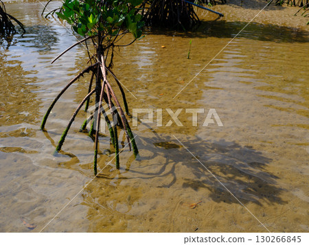 mangrove mangrove 130266845