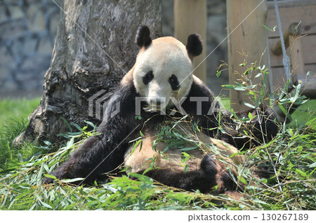 Eimei eating bamboo deliciously 130267189