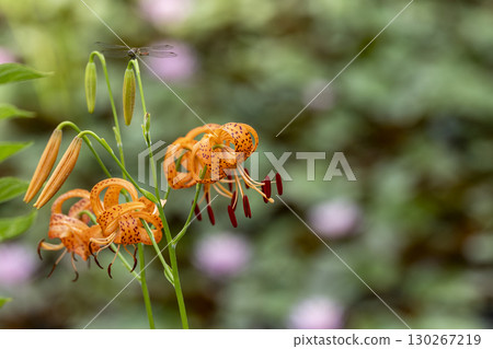 Little lily blooming at the edge of the pond 130267219