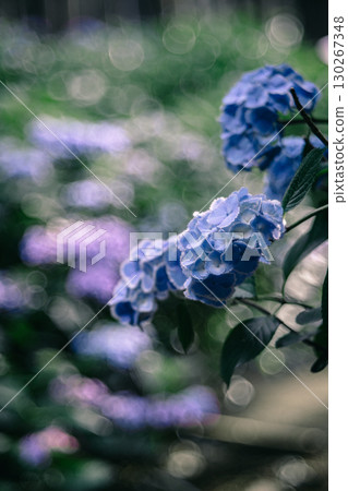 Dreamlike blooming blue hydrangeas 130267348
