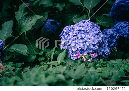 Fantastic purple hydrangeas 130267451