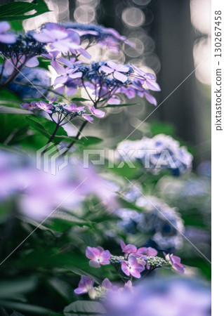 夢幻般的紫色繡球花 130267458