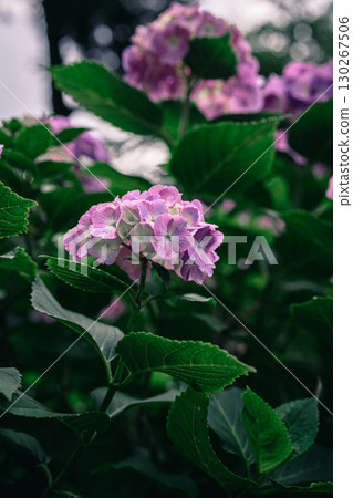 鮮豔盛開的粉紅色繡球花 130267506
