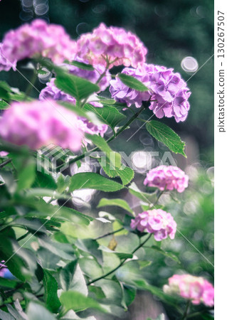 鮮豔盛開的粉紅色繡球花 130267507