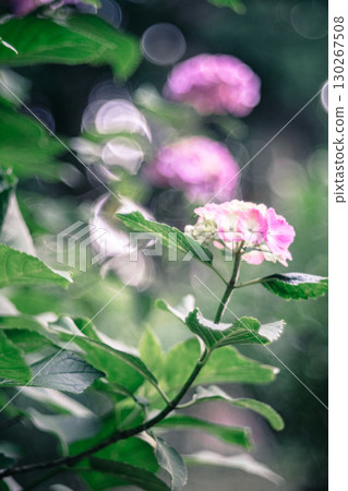 鮮豔盛開的粉紅色繡球花 130267508