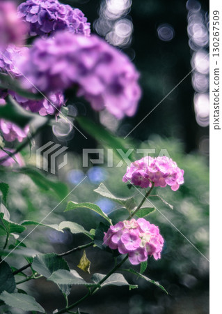 鮮豔盛開的粉紅色繡球花 130267509