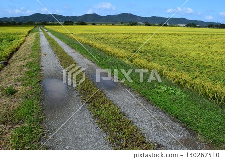 山形縣莊內市農道與田園風光 130267510