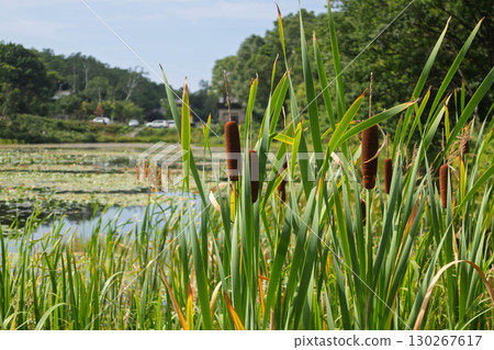 Shiga Kogen lotus pond in summer 130267617