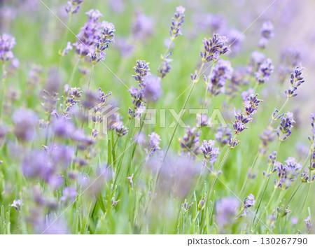 A beautiful field of purple lavender flowers in soft focus with a gentle, dreamlike feel, evoking a sense of calm and natural beauty. 130267790