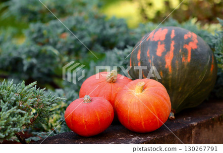 Seasonal bright pumpkins on a stone wall, surrounded by green foliage. Autumn background Seasonal bright pumpkins on a stone wall, surrounded by green foliage. Autumn background 130267791