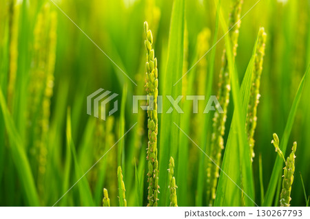 Rice. A large area of rice seedlings growing in the fields of Korea. Rice. A large area of rice seedlings growing in the fields of Korea. 130267793