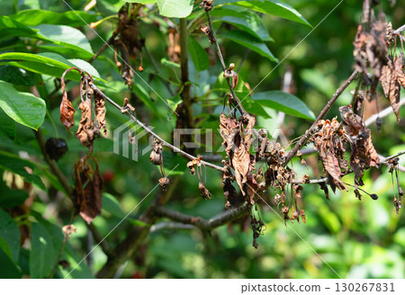 Cherry disease, dry leaves and wilting from moniliosis Cherry disease, dry leaves and wilting from moniliosis 130267831