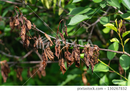 Affected cherry branches and leaves, symptoms of moniliosis 130267832