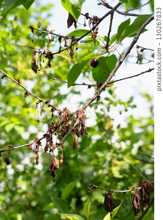 Fungal infection of cherry tree, monilial blight Fungal infection of cherry tree, monilial blight 130267833