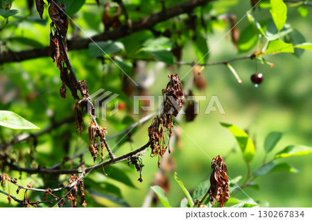 cherry tree, infection, branch 130267834