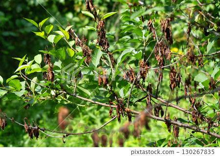 Symptoms of monilial blight on cherry leaves Symptoms of monilial blight on cherry leaves 130267835