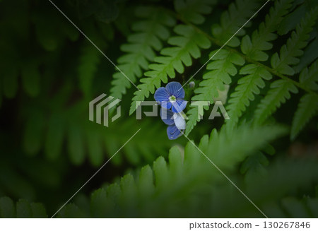Blue wildflower among fern leaves, macro photography Blue wildflower among fern leaves, macro photography 130267846