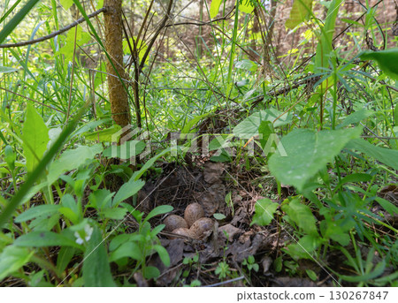 A nest with woodcock eggs hidden in the grass 130267847