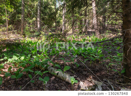 Young lily of the valley sprouts among coniferous trees Young lily of the valley sprouts among coniferous trees 130267848