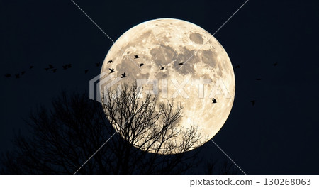 A large luminous full moon dominates the dark night sky, partially obscured by the intricate silhouette of a bare tree, as a flock of birds flies in formation across its bright surface. A large luminous full moon dominates the dark night sky, partially obscured by the intricate silhouette of a bare tree, as a flock of birds flies in formation across its bright surface. 130268063