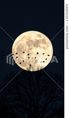A striking graphic silhouette depicts a flock of birds flying across a luminous full moon, with a bare tree's branches reaching up from below against a dark night sky. A striking graphic silhouette depicts a flock of birds flying across a luminous full moon, with a bare tree's branches reaching up from below against a dark night sky. 130268064