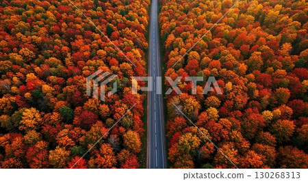 An overhead drone view captures a straight, empty road winding through a vibrant forest ablaze with red, orange, and yellow autumn foliage under warm, soft light. An overhead drone view captures a straight, empty road winding through a vibrant forest ablaze with red, orange, and yellow autumn foliage under warm, soft light. 130268313
