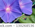 A bee flying towards a morning glory 130268536