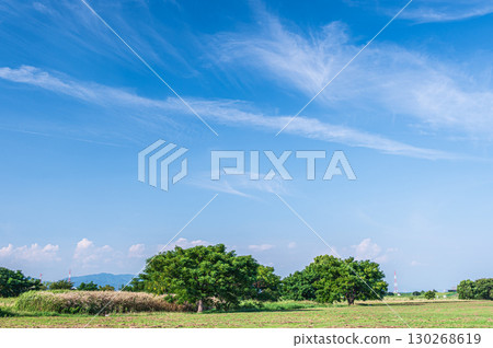 大阪府寢屋川市當馬公園的夏天 130268619