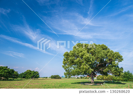 Summer at Taima Park, Neyagawa City, Osaka Prefecture 130268620