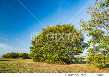 大阪府守口市淀川河畔公園風景 130268660