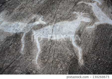 Ancient rock carvings of animal, prehistoric art on weathered stone surface near Belomorsk, Karelia, Russia. 130268673