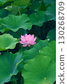 lotus flower peeking out from between the leaves 130268709