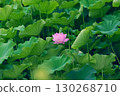 lotus flower peeking out from between the leaves 130268710