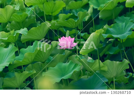lotus flower peeking out from between the leaves lotus flower peeking out from between the leaves 130268710