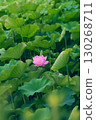 Landscape with lotus flowers 130268711