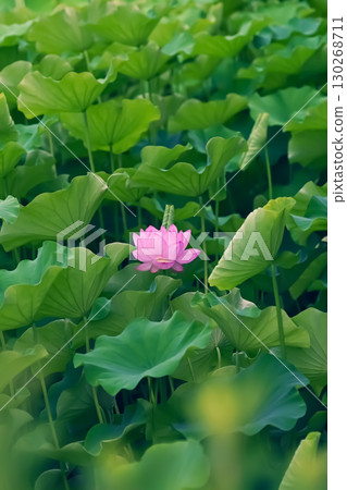 Landscape with lotus flowers Landscape with lotus flowers 130268711